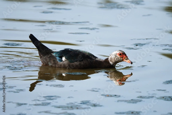 Fototapeta Duck swimming on the lake in the summer evening, reflecting in the water, natural wildlife