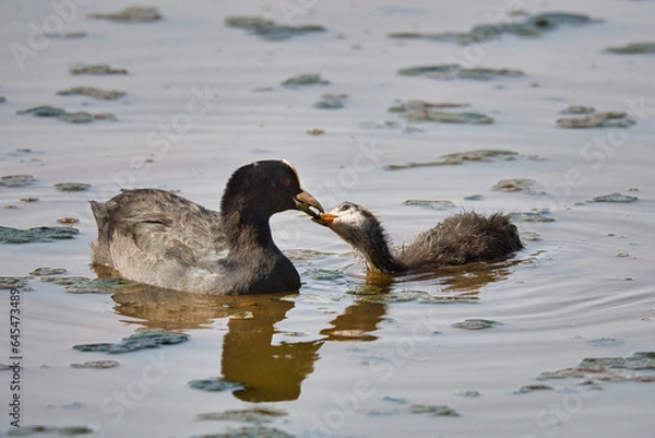 Fototapeta Duck mather and her baby swimming on the lake in the summer evening, reflecting in the water, natural wildlife