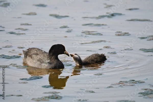 Fototapeta Duck mather and her baby swimming on the lake in the summer evening, reflecting in the water, natural wildlife