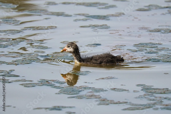 Fototapeta Baby Duck swimming on the lake in the summer evening, reflecting in the water, natural wildlife