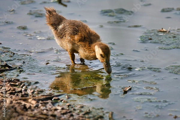 Fototapeta Baby Duck eating and drinking at the edge of a lake