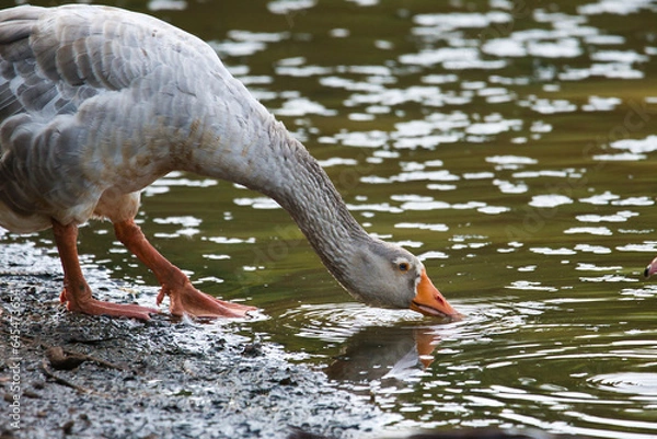 Fototapeta A big gray goose drinking at the edge of a lake