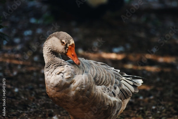 Fototapeta Goose relaxing in the summer evening near the lake