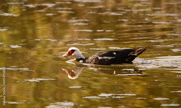 Fototapeta Duck swimming on the lake in the summer evening, reflecting in the water, natural wildlife