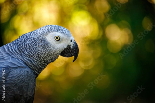 Obraz Grey parrot, Psittacus erithacus, known as the Congo grey parrot, Congo African grey parrot or African grey parrot