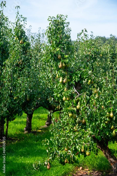 Fototapeta Green organic orchards with rows of Conference  pear trees with ripening fruits in Betuwe, Gelderland, Netherlands