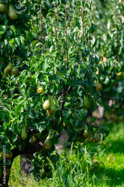 Obraz Green organic orchards with rows of Conference  pear trees with ripening fruits in Betuwe, Gelderland, Netherlands