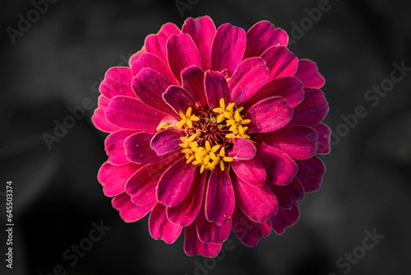 Obraz Zinnia flower with black background