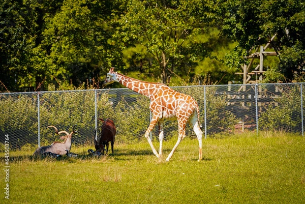 Obraz Giraffe in the zoo
