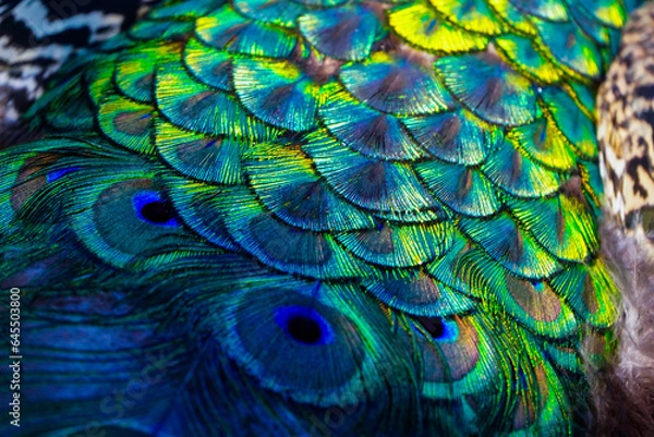 Obraz Peacock feather background