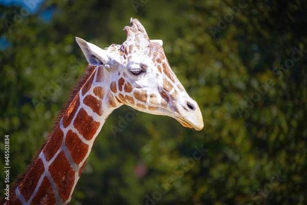 Obraz Close up of Giraffe head