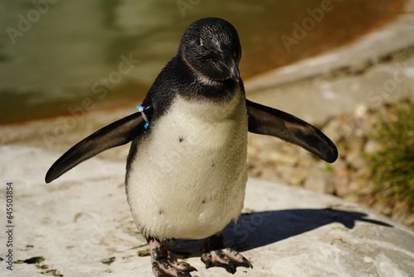 Obraz Penguin on the rocks