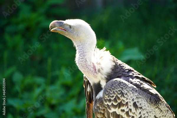 Obraz Portrait of Beautiful  Vulture bird