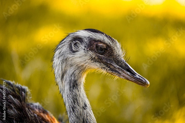 Obraz Ostrich head close up