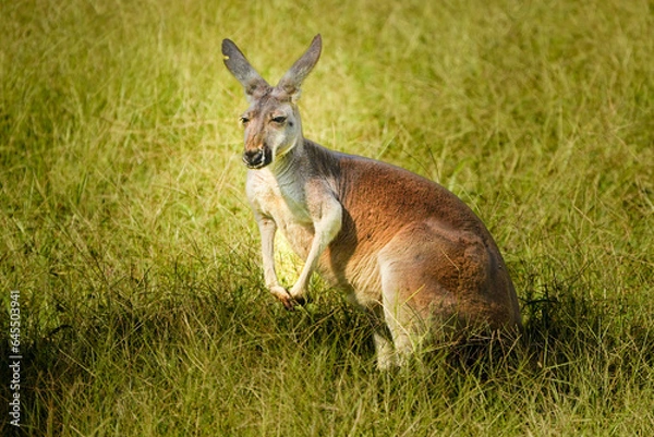 Obraz Kangaroo in the grass