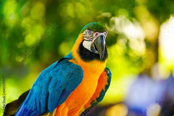 Obraz Blue and Yellow Macaw bird, closeup