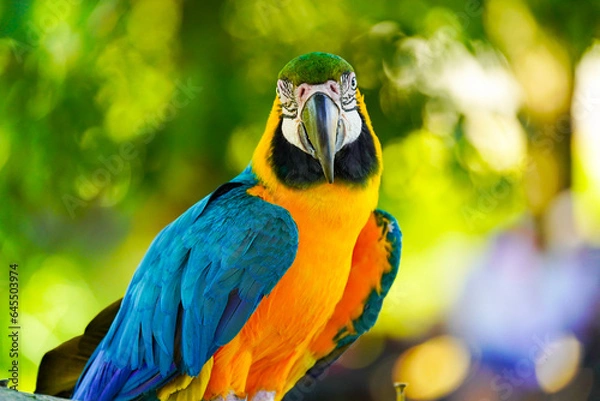 Obraz Blue and Yellow Macaw bird, closeup