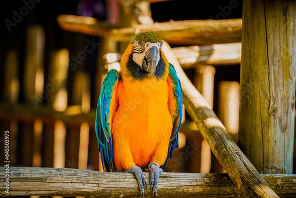 Obraz Blue and yellow macaw