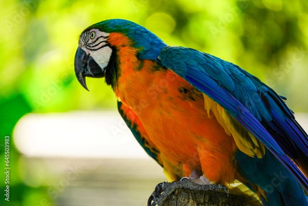 Obraz Blue and Yellow Macaw bird, closeup