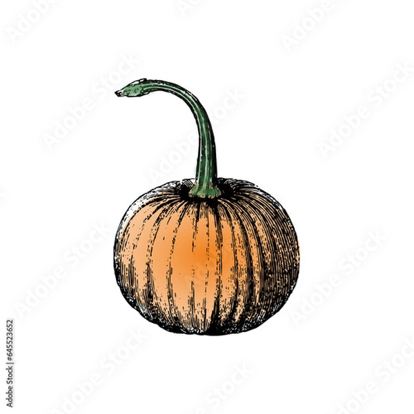 Obraz pumpkin isolated on white