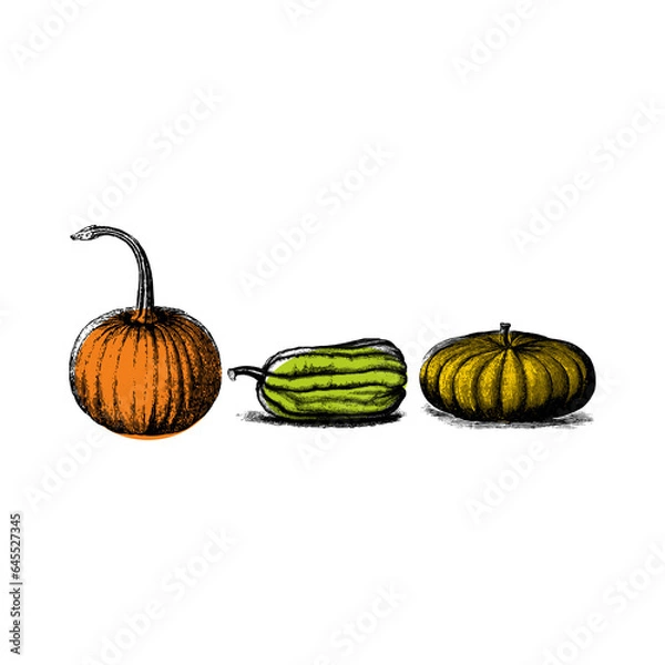 Obraz pumpkin isolated on white background