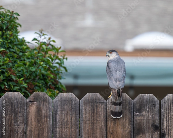 Obraz coopers hawk on backyard fence