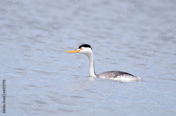Obraz Clark's Grebe