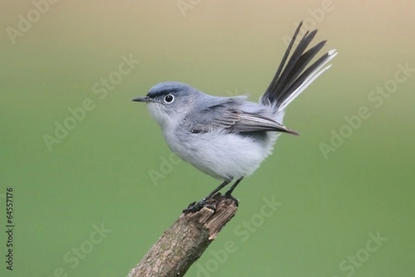 Obraz Niebiesko-szary Gnatcatcher