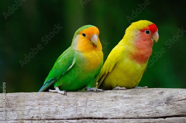 Obraz Lovebird