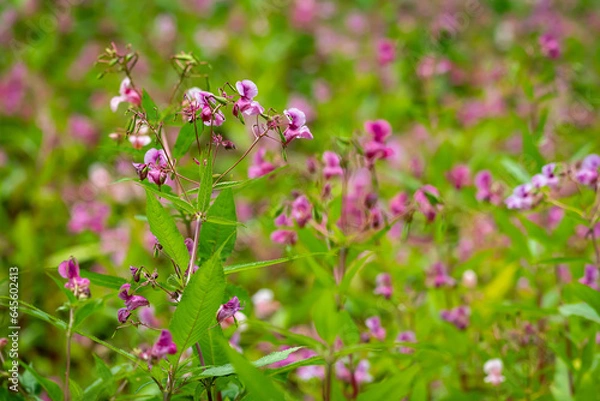 Fototapeta Impatiens glandulifera, also called, Himalayan balsam, one of the invasive species of plants