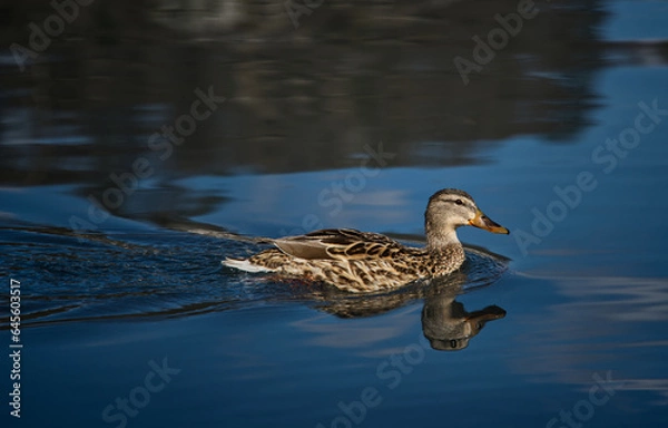 Obraz duck on the lake