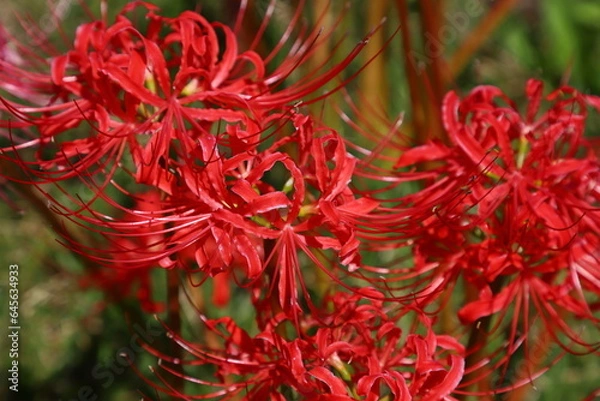 Fototapeta 彼岸花のクローズアップ