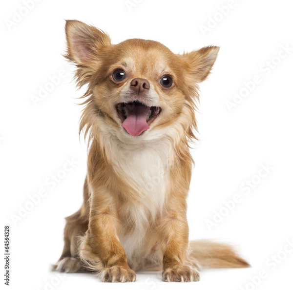 Obraz Happy Chihuahua (4 lata)