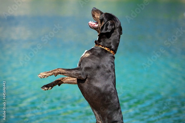 Obraz Catahoula Leopard Dog jumping
