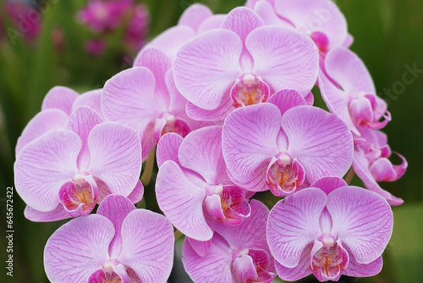 Fototapeta Natural background with the beautiful orchids vibrant cattleya at Nursery orchids in Thailand. Orchids and garden on nature background ideas concept.  Selective focus, free copy space.
