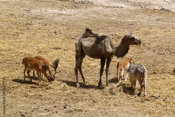 Fototapeta Dromedario
