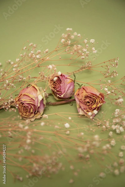 Obraz Pink dry roses with white little flowers on olive color background