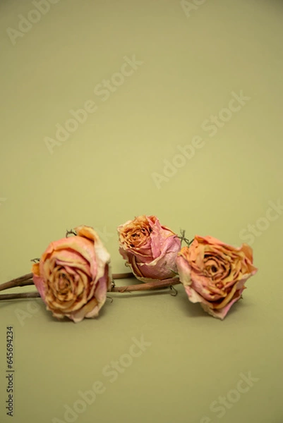 Obraz Three dry pink roses on olive color background.