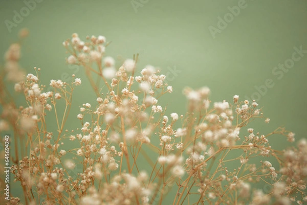 Obraz Little white flowers on olive color background.