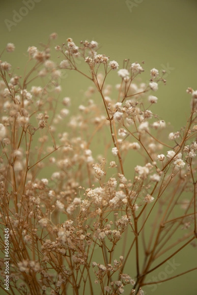 Obraz Little white flowers on olive color background.