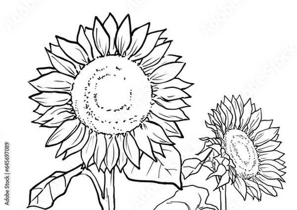 Obraz ヒマワリの塗り絵