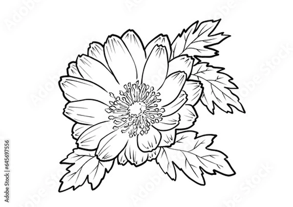 Fototapeta 福寿草の塗り絵