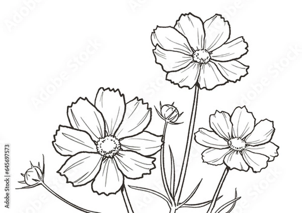 Obraz コスモスの塗り絵