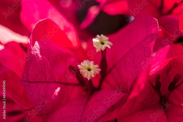 Obraz close up of a pink flower
