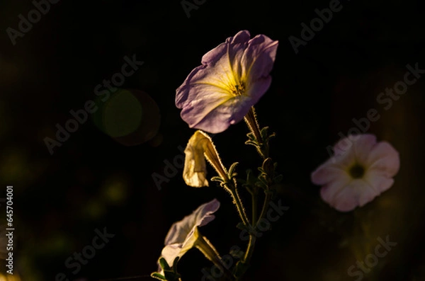 Obraz flower of a flower