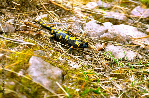 Obraz caterpillar on the grass