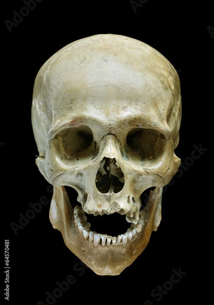 Obraz Skull