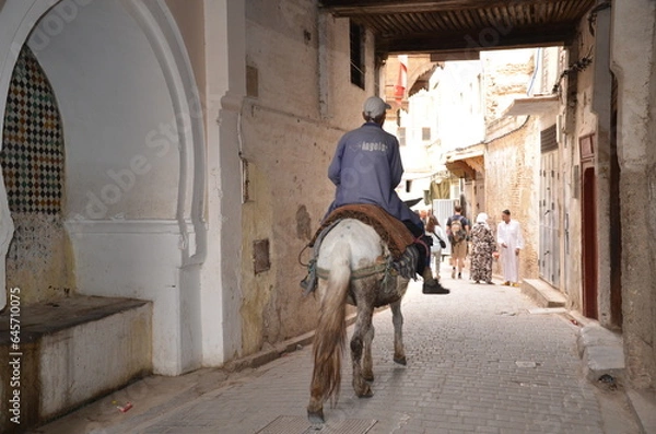 Obraz donkey in the street