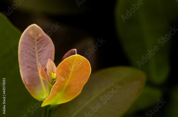 Obraz Fresh leafs on a tree in a park