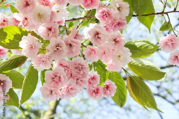 Obraz blumiger Kirschblütenast